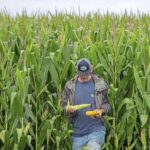 Current image: best crop insurance for corn farmers 2025 β farmer inspecting corn crops