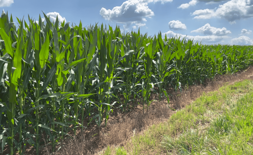 The current image has no alternative text. The file name is: KM20Corn20Crop-2-9cfffce7c3df486e871e3923dc8905fa.png