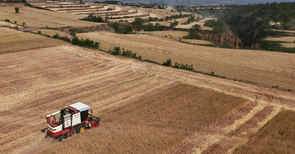 Current image: Wheat harvest scene illustrating benefits of what is revenue protection crop insurance in drought year