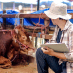 Current image: affordable livestock insurance quotes November cattle ranch coverage USA