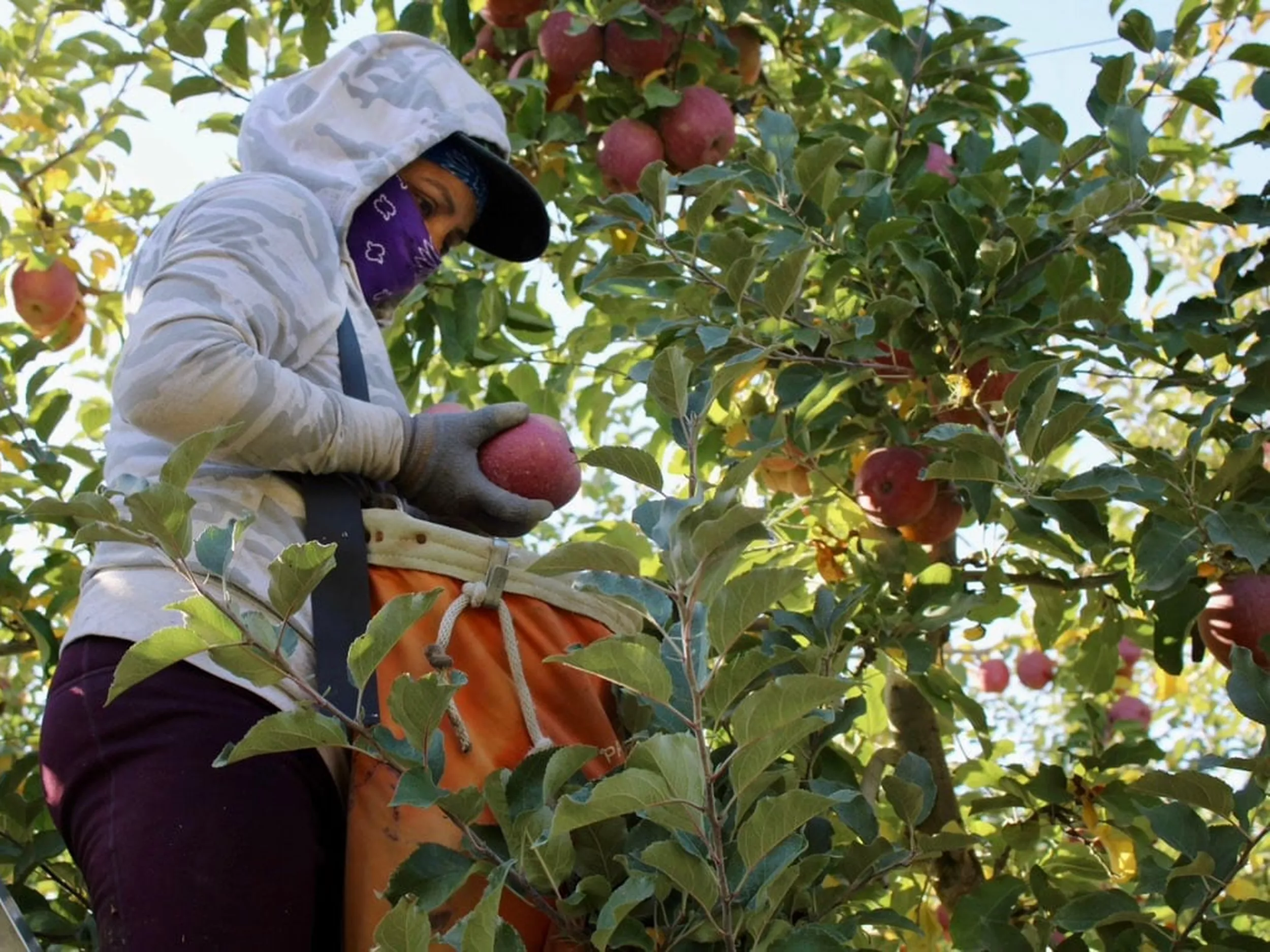 workers compensation for seasonal farm laborers H-2A crew picking apples safely