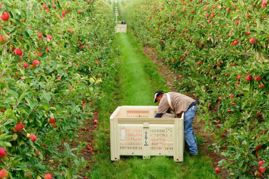 Current image: workers compensation for seasonal farm laborers H-2A crew picking apples safely