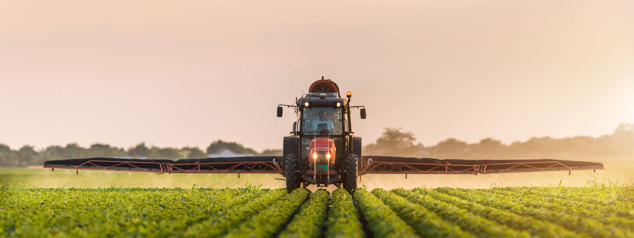 Farmer reviewing what is revenue protection crop insurance policy on tablet in corn field