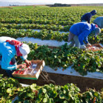 Current image: workers compensation for seasonal farm laborers heat stroke prevention training
