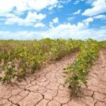 Current image: Farmer assessing parched fields in crop insurance claims process for drought damage