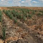 The current image has no alternative text. The file name is: images-32.jpg