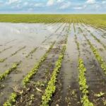 Current image: does crop insurance cover flood risks in midwest crop insurance policy comparison chart