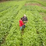 Current image: does crop insurance cover flood risks in midwest crop insurance policy comparison chart