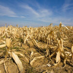 Current image: Essential documents for filing crop insurance claims process for drought damage