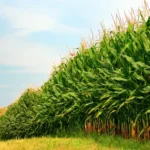 Current image: best agricultural insurance for organic farms GMO drift contamination damage photo